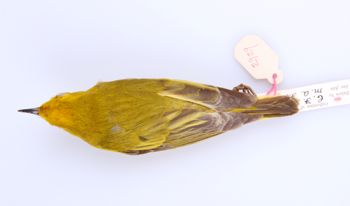 Media type: image;   Ornithology 189500 Description: Dendroica petechia;  Aspect: dorsal